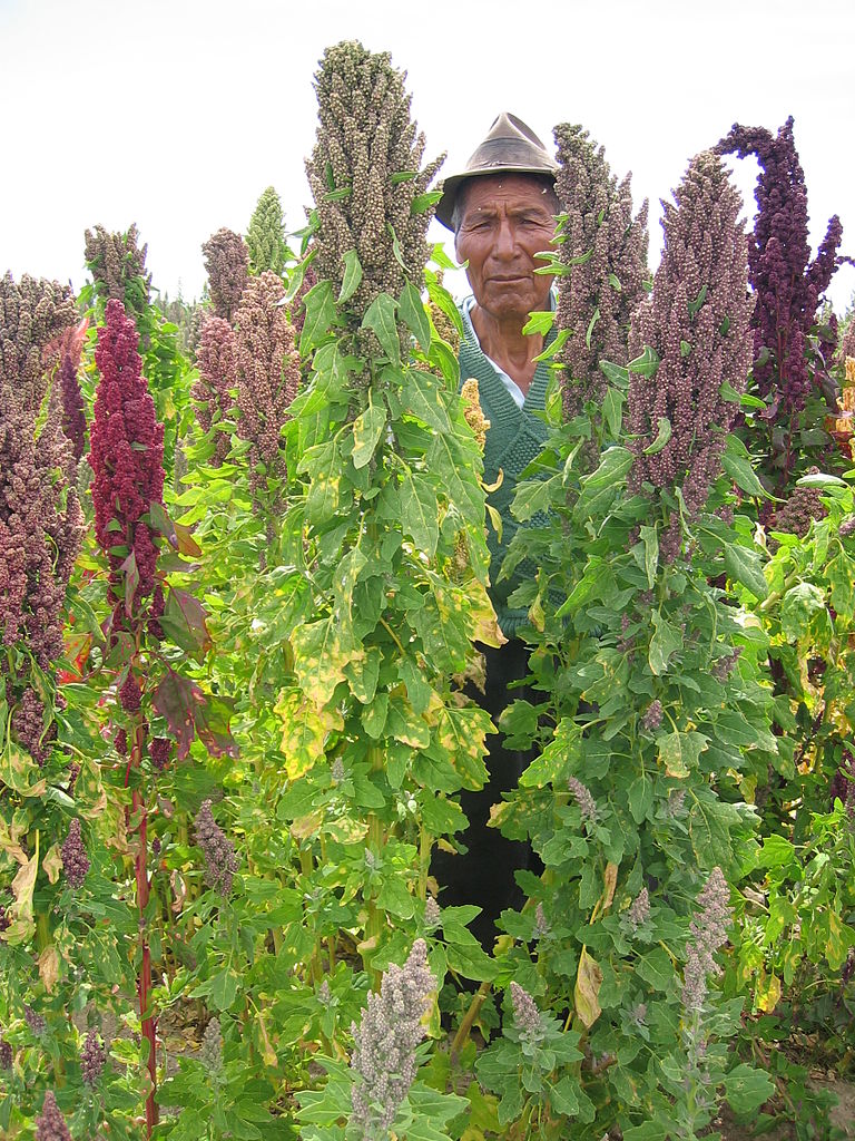 Quinoa o Quinua es un grano utilizado en Alimentacion y Gastronomia